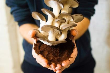 01-Website-1-4_Detail-Tekstbeeld_PermaFungi-01 01-Website-1-4_Detail-Tekstbeeld_PermaFungi-01